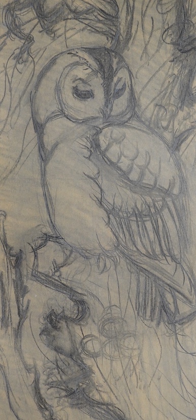 Charles Frederick Tunnicliffe (1901-1979), pencil on paper, Preliminary drawing of a Tawny owl, inscribed to the mount, Welsh Arts Council label verso, 52 x 24cm. Condition - fair, colours appear faded